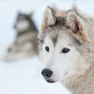 Husky