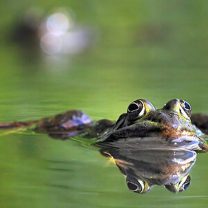 Frosch bearbeitet zu Thread:
http://www.nikon-fotografie.de/vbulletin/naturfotografie-einsteiger/165404-froschportrait.html