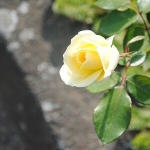 Blüte