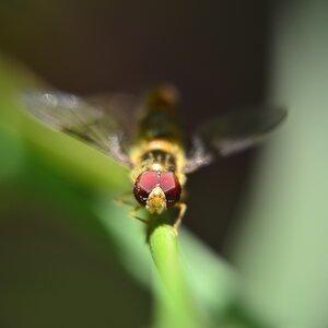 Schwebfliege Frontal