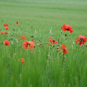 Klatschmohn
