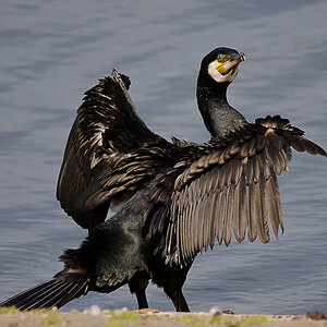 Kormoran am Kemnader See NRW