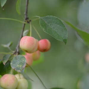 Zieräpfel