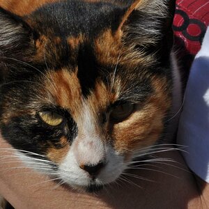 katze