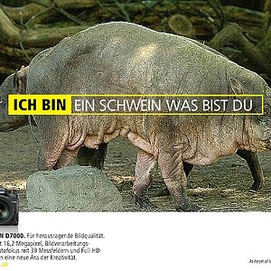 xschwein