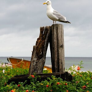 DSC 1107comp