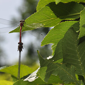 Libelle 003
