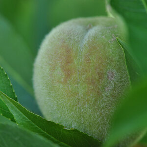 Im Garten 004