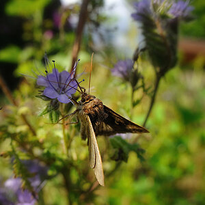 Falter mit Fischaugen-Macro