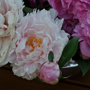 Im Garten 007
