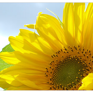 sonnenblume3