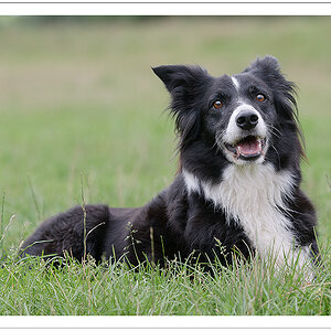 Bearded Collie