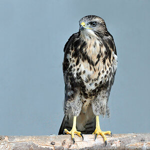 DSC 2269 Junger Bussard 1024