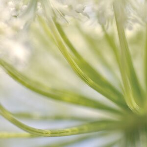 Makroblume