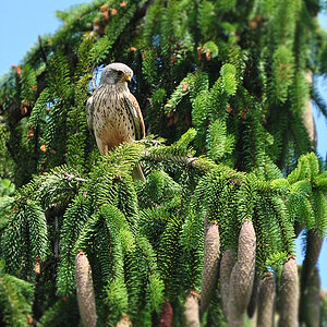 DSC 2241 Turmfalke 1024