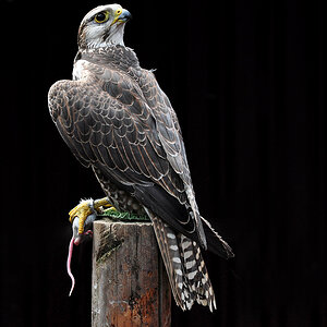 DSC 2281 Sakerfalke 1024