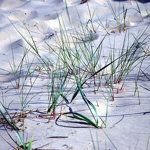 DSC 0246 Usedom Strandgras