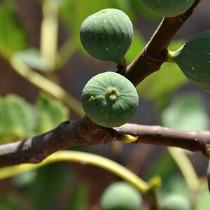 Olives