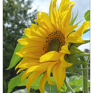 sonnenblume4