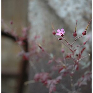 kleine blüte inmitten von stahl und fels