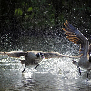 Gänsejagd 2