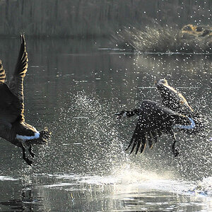 gänsejagd 1