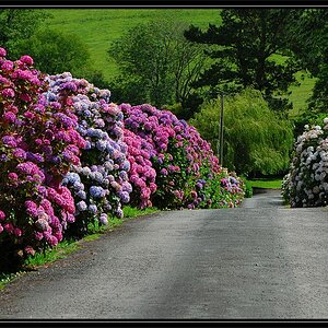 nossmayo 4