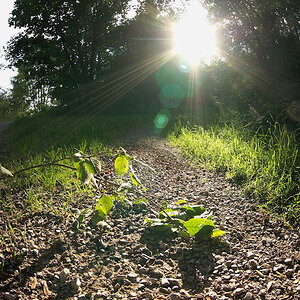 Sonne auf Waldweg