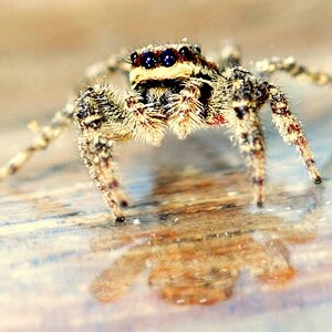 eine Springspinne, die ihren Photographen genau beobachtet