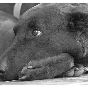 Lupa SW Juli 2011