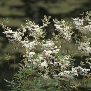 Blühendes Gras