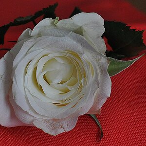 rose