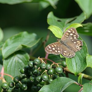 compDSC 2036