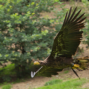 Seeadler