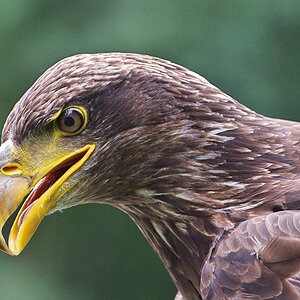 Seeadler