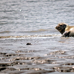 Seehund1