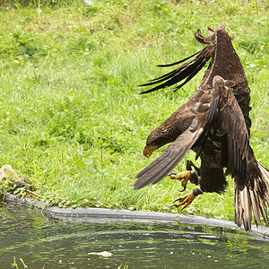 Seeadler