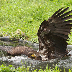 Seeadler