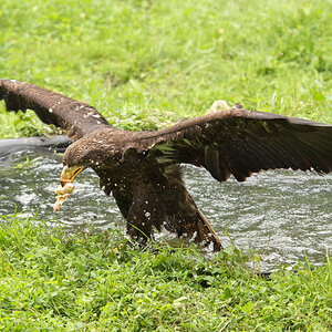 Seeadler