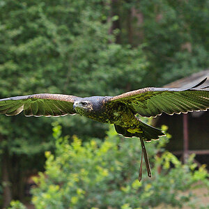 Blauadler