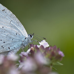 kleiner Schmetterling