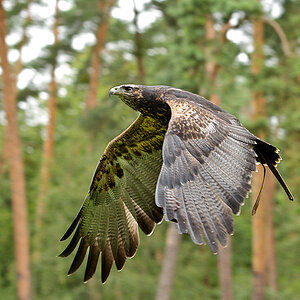 Blauadler