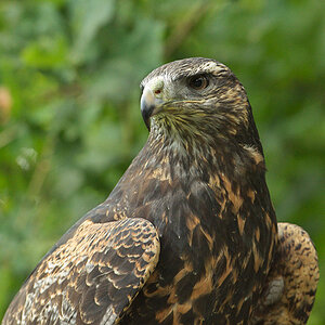Blauadler