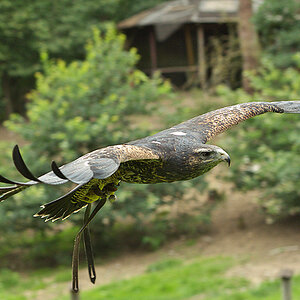 Blauadler