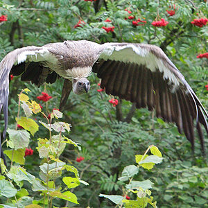 Gänsegeier