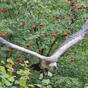 Gänsegeier