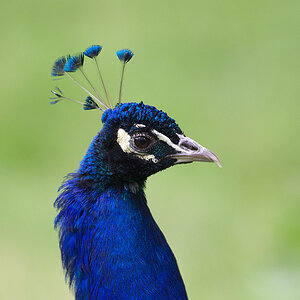 Pfau