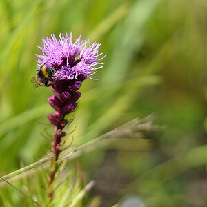 blüte violett - nachgeschärft