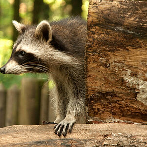 Waschbär