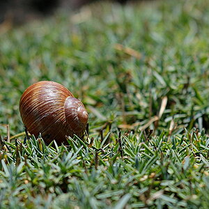 Schnecke sonnt sich im Sichtungsgarten Weihenstephan
Micro-Nikkor 105/4.0 f8